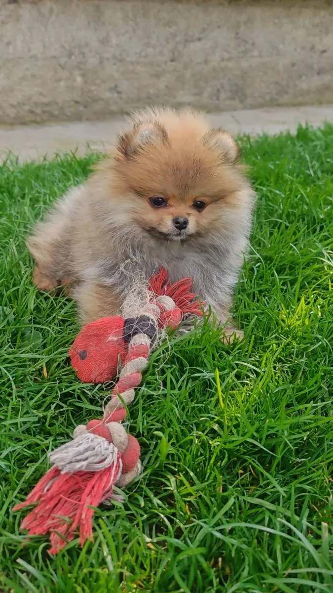 Ostalo na prodaju, Kraljevo (2)