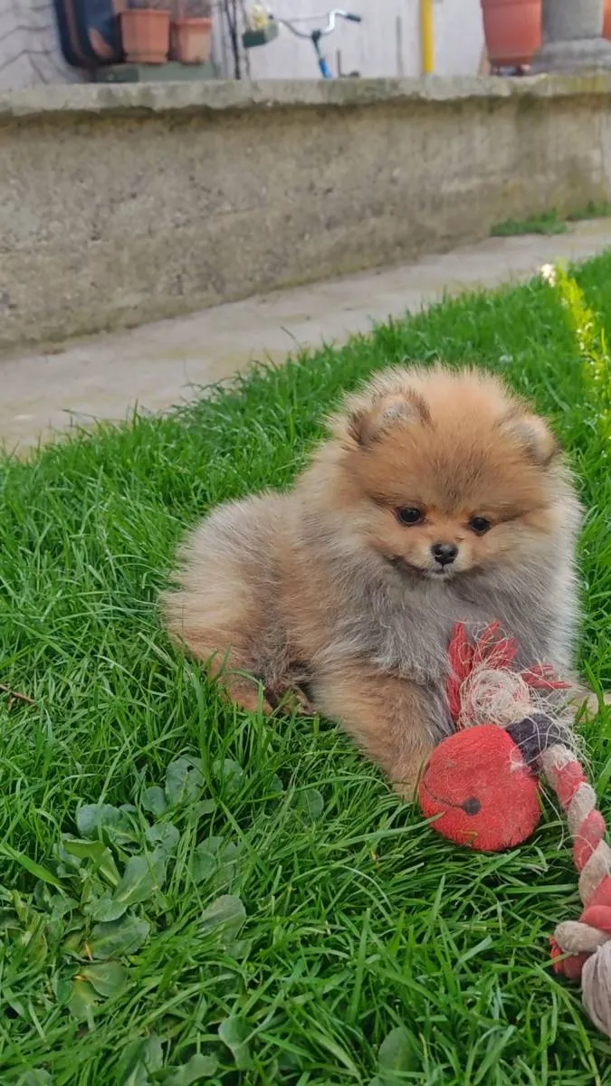 Ostalo na prodaju, Kraljevo (4)