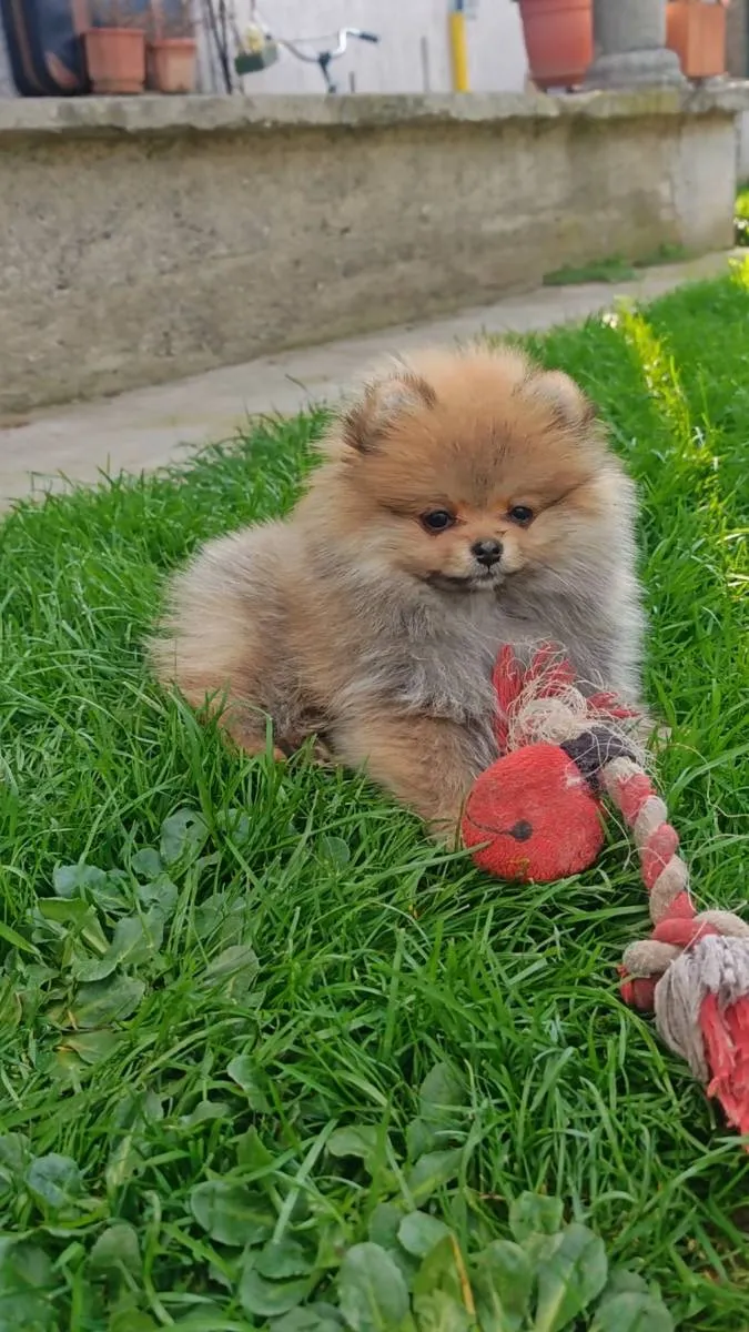 Ostalo na prodaju, Kraljevo (5)