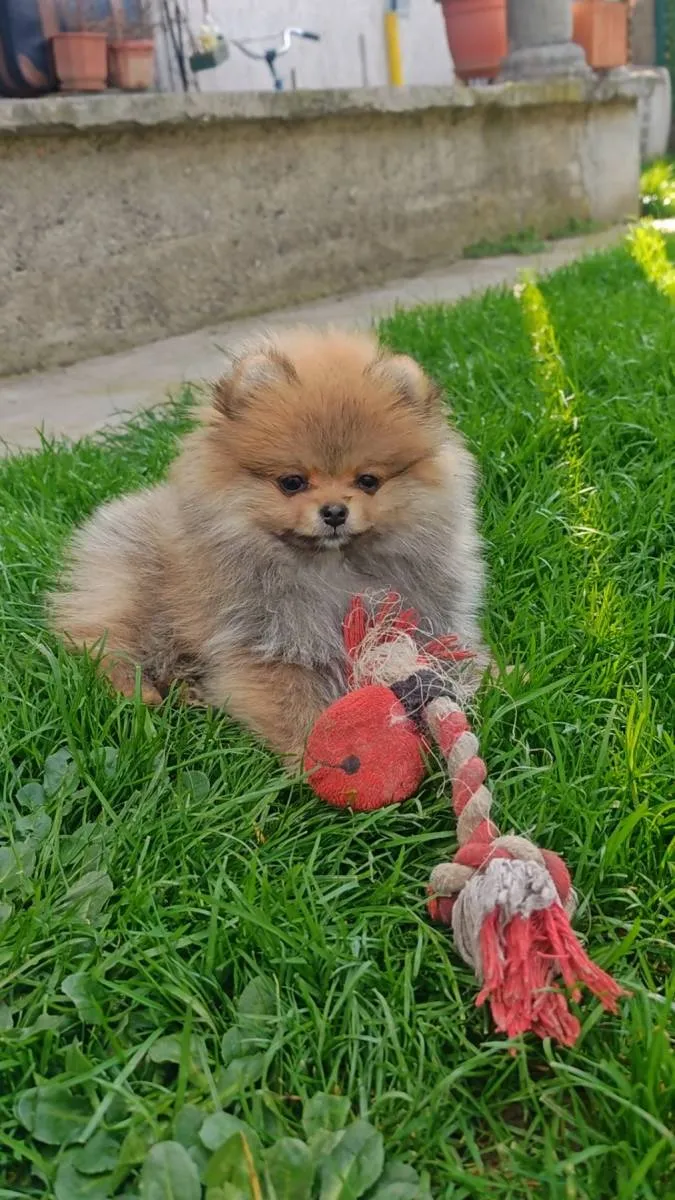 Ostalo na prodaju, Kraljevo (6)