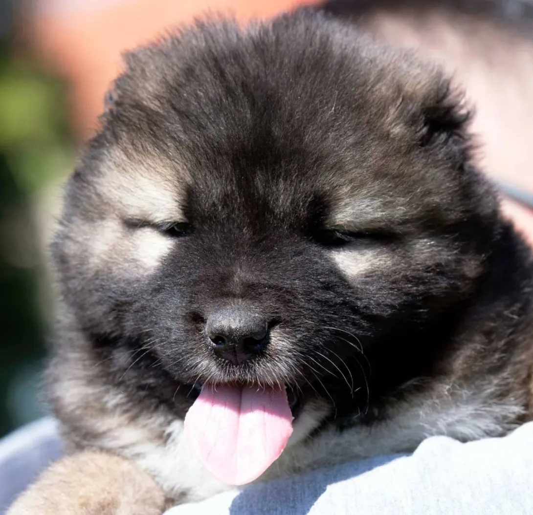 Kavkavski ovčar na prodaju, Inostranstvo