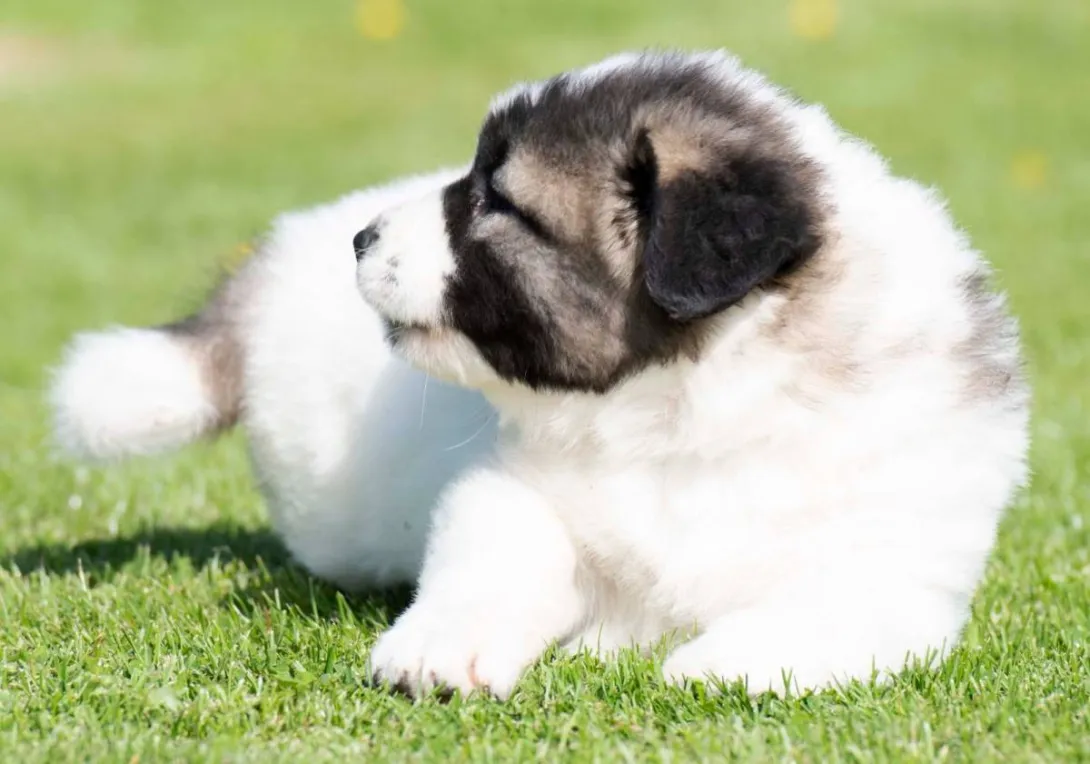 Kavkavski ovčar na prodaju, Inostranstvo (3)