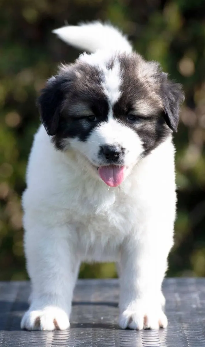 Kavkavski ovčar na prodaju, Inostranstvo (4)