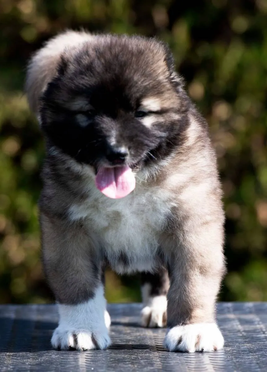 Kavkavski ovčar na prodaju, Inostranstvo (5)