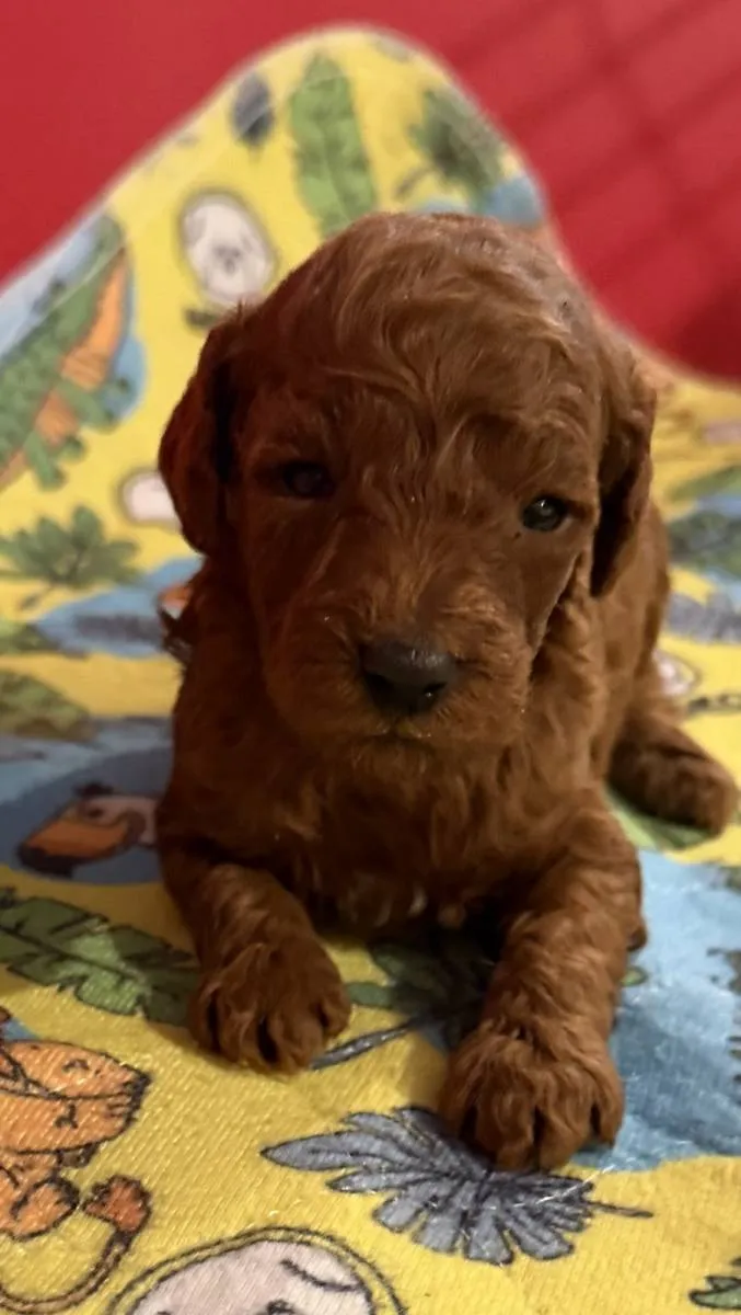 Pudla (patuljasta) na prodaju, Inđija (2)