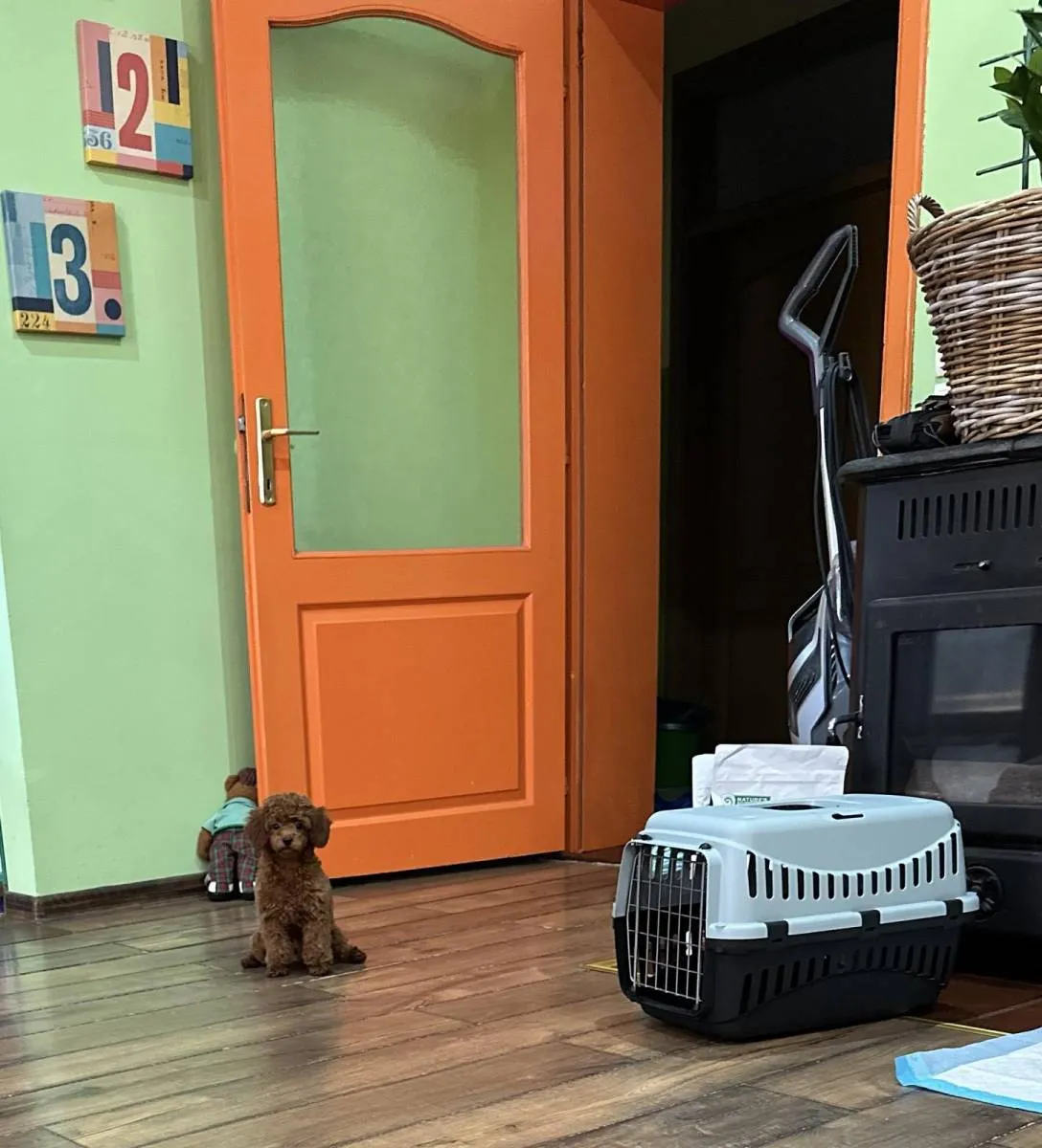 Pudla (patuljasta) na prodaju, Inđija (3)