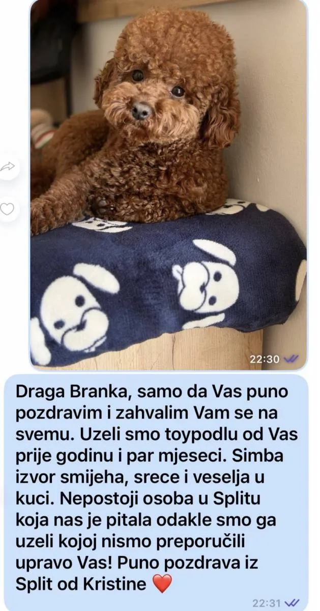 Pudla (patuljasta) na prodaju, Inđija (4)