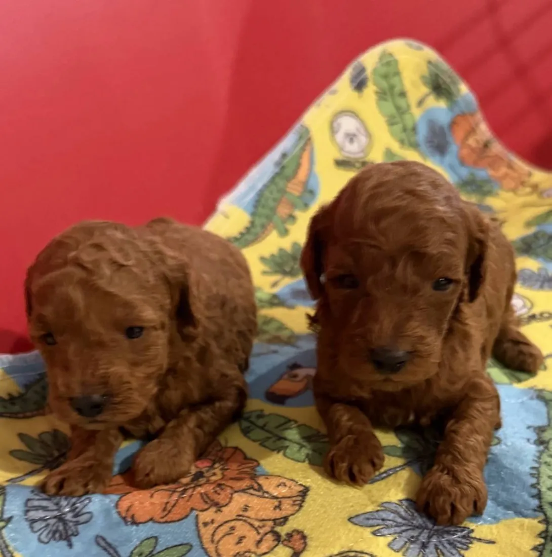 Pudla (patuljasta) na prodaju, Inđija (5)