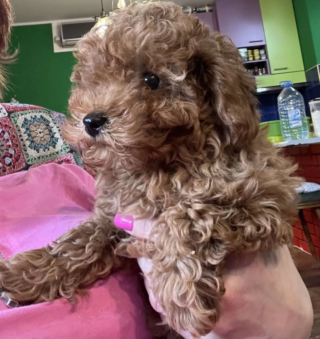 Pudla (patuljasta) na prodaju, Inđija (6)