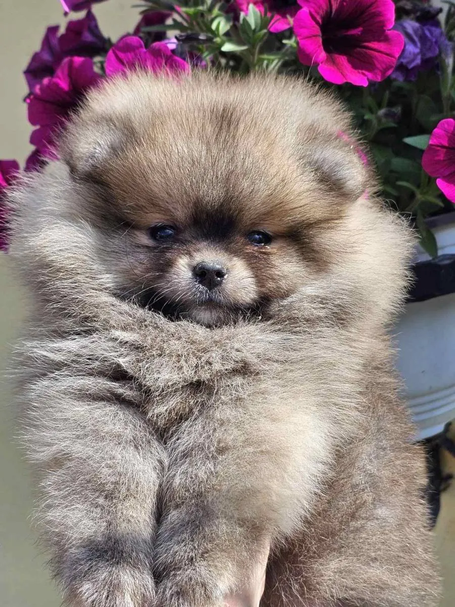 Ostalo na prodaju, Loznica (2)