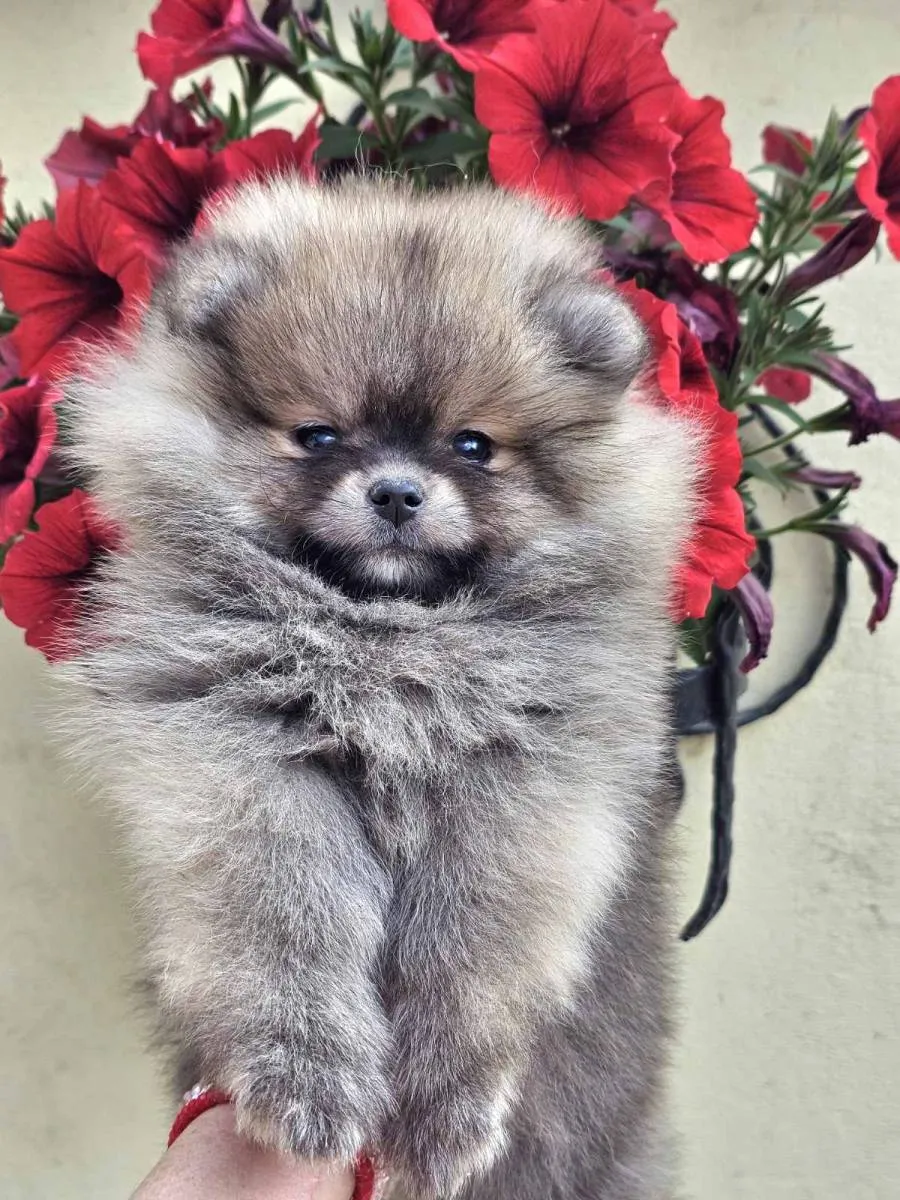 Ostalo na prodaju, Loznica (4)