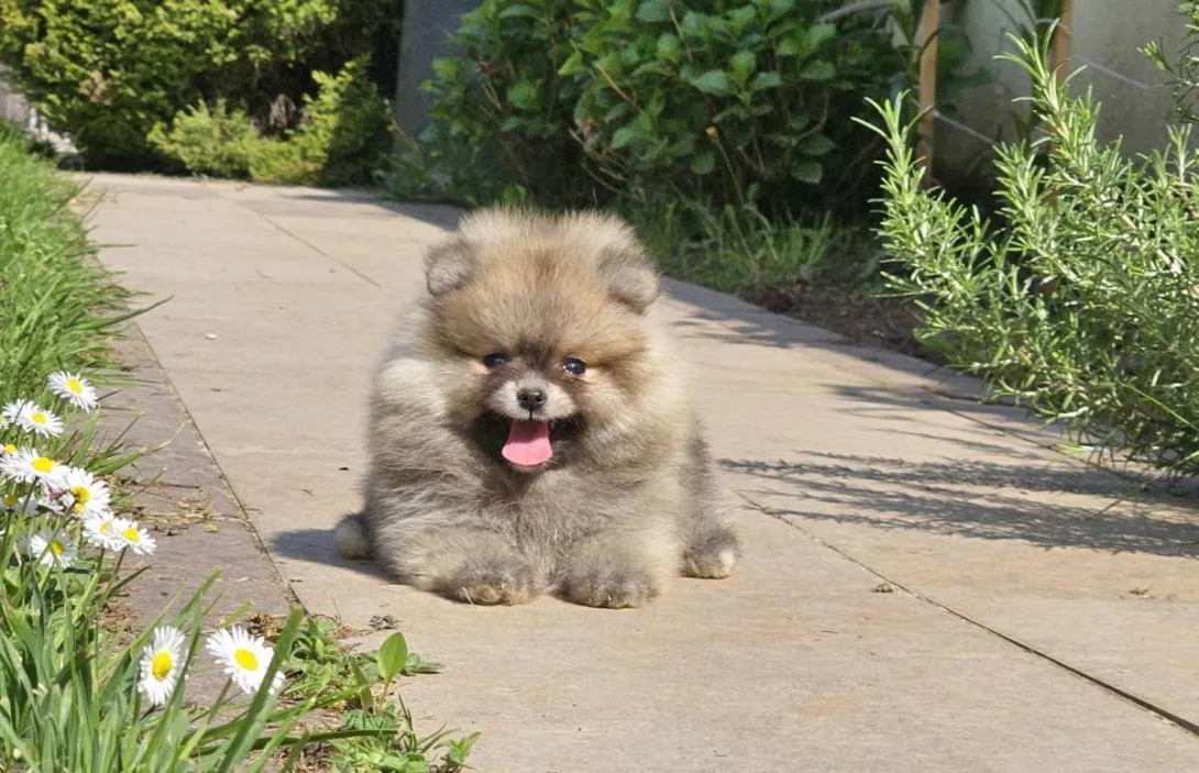 Ostalo na prodaju, Loznica (5)