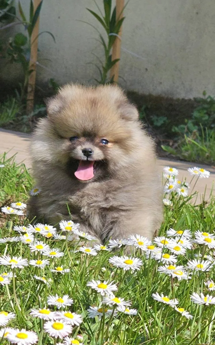 Ostalo na prodaju, Loznica (6)