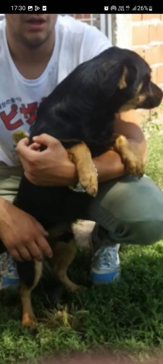 Mešanac na prodaju, Beograd Zemun