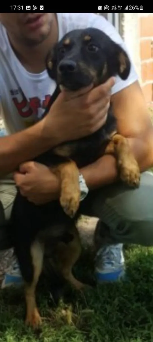 Mešanac na prodaju, Beograd Zemun (2)