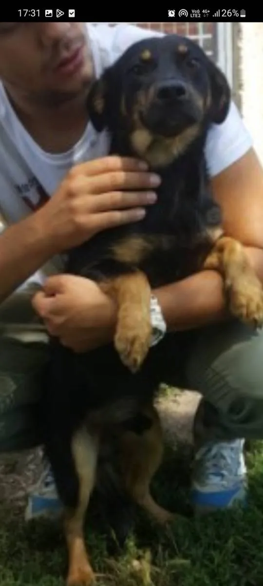 Mešanac na prodaju, Beograd Zemun (3)