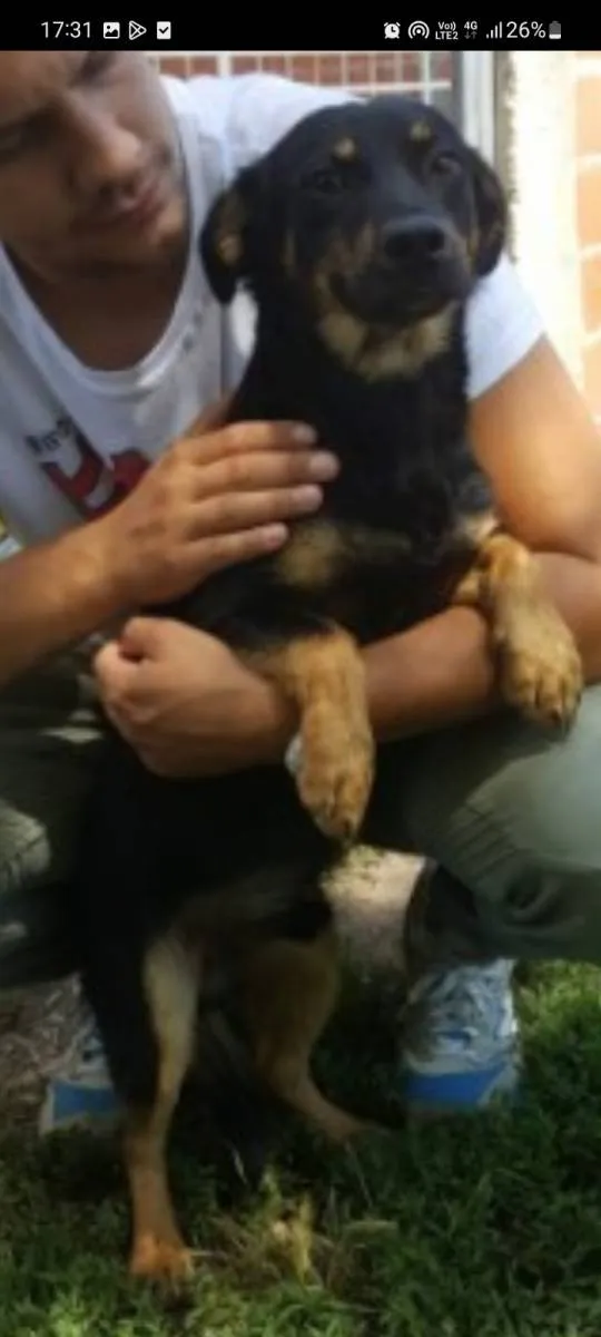 Mešanac na prodaju, Beograd Zemun (4)