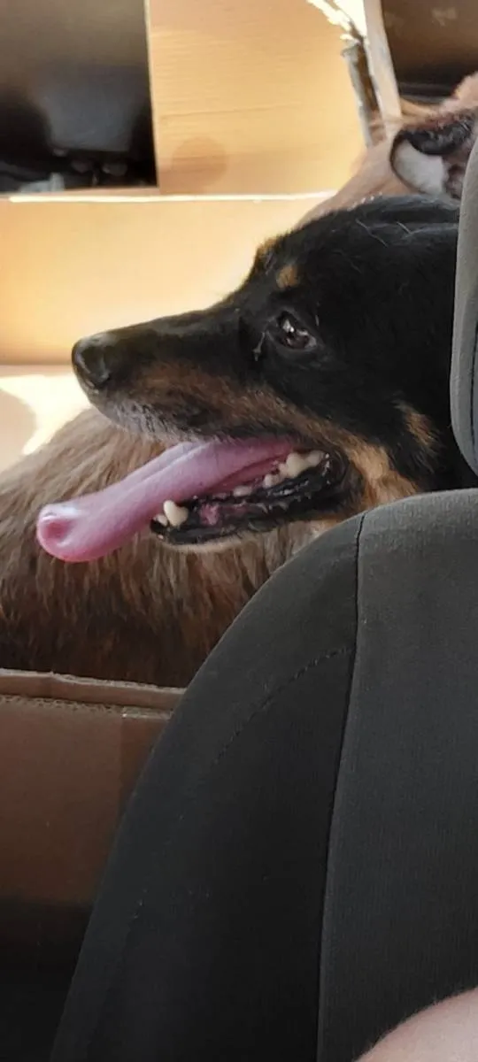 Mešanac na prodaju, Beograd Zemun (5)