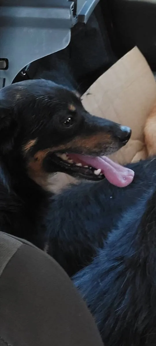 Mešanac na prodaju, Beograd Zemun (6)