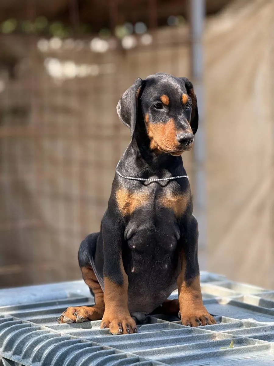 Doberman na prodaju, Obrenovac (2)