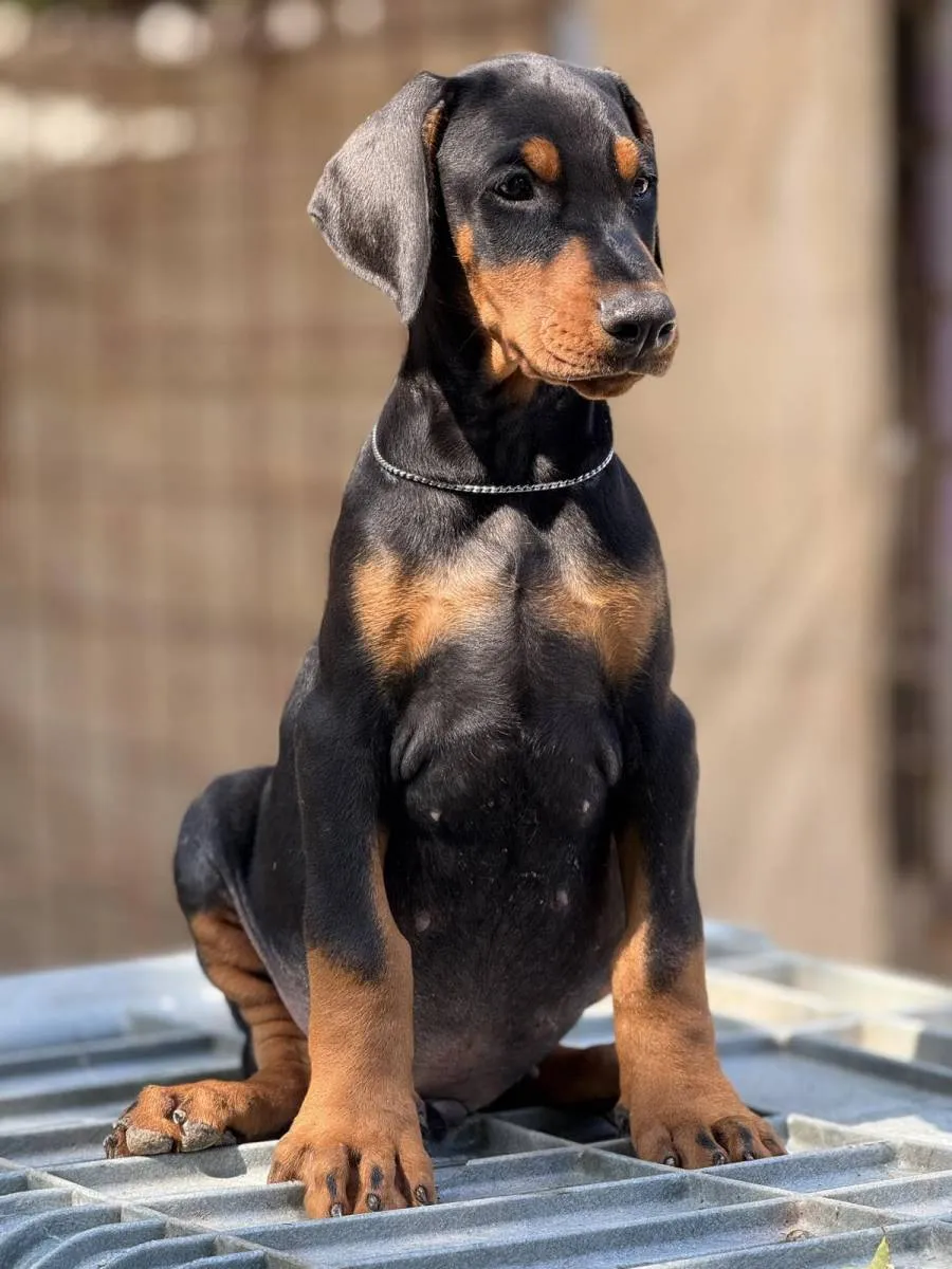 Doberman na prodaju, Obrenovac (4)