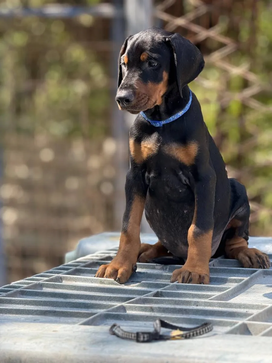 Doberman na prodaju, Obrenovac (6)
