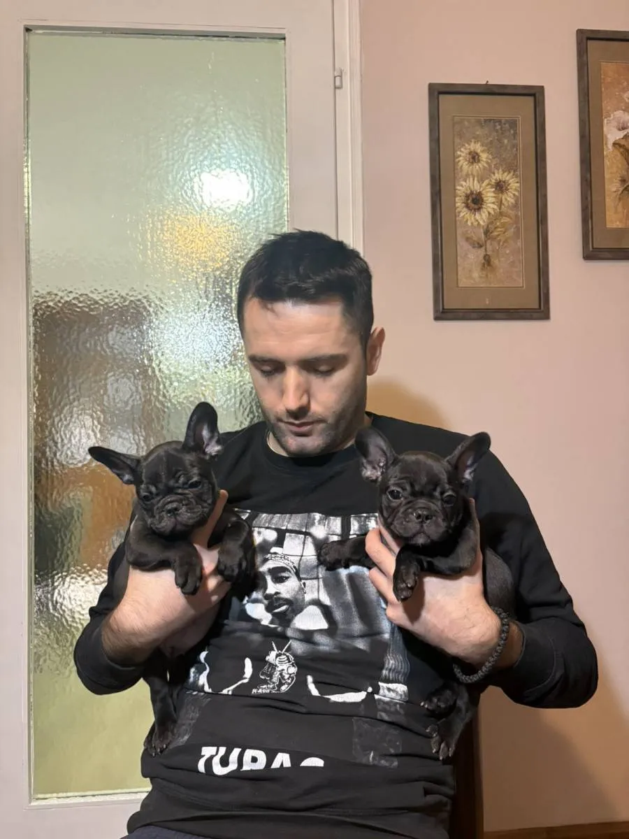 Francuski buldog na prodaju, Sremska Mitrovica (3)