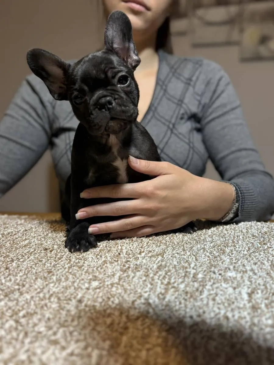 Francuski buldog na prodaju, Sremska Mitrovica (4)