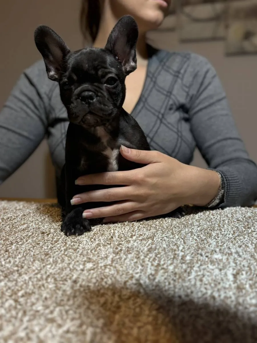 Francuski buldog na prodaju, Sremska Mitrovica (5)