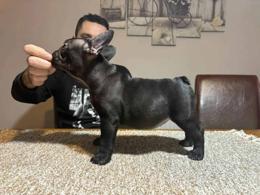 Francuski buldog na prodaju, Sremska Mitrovica (6)