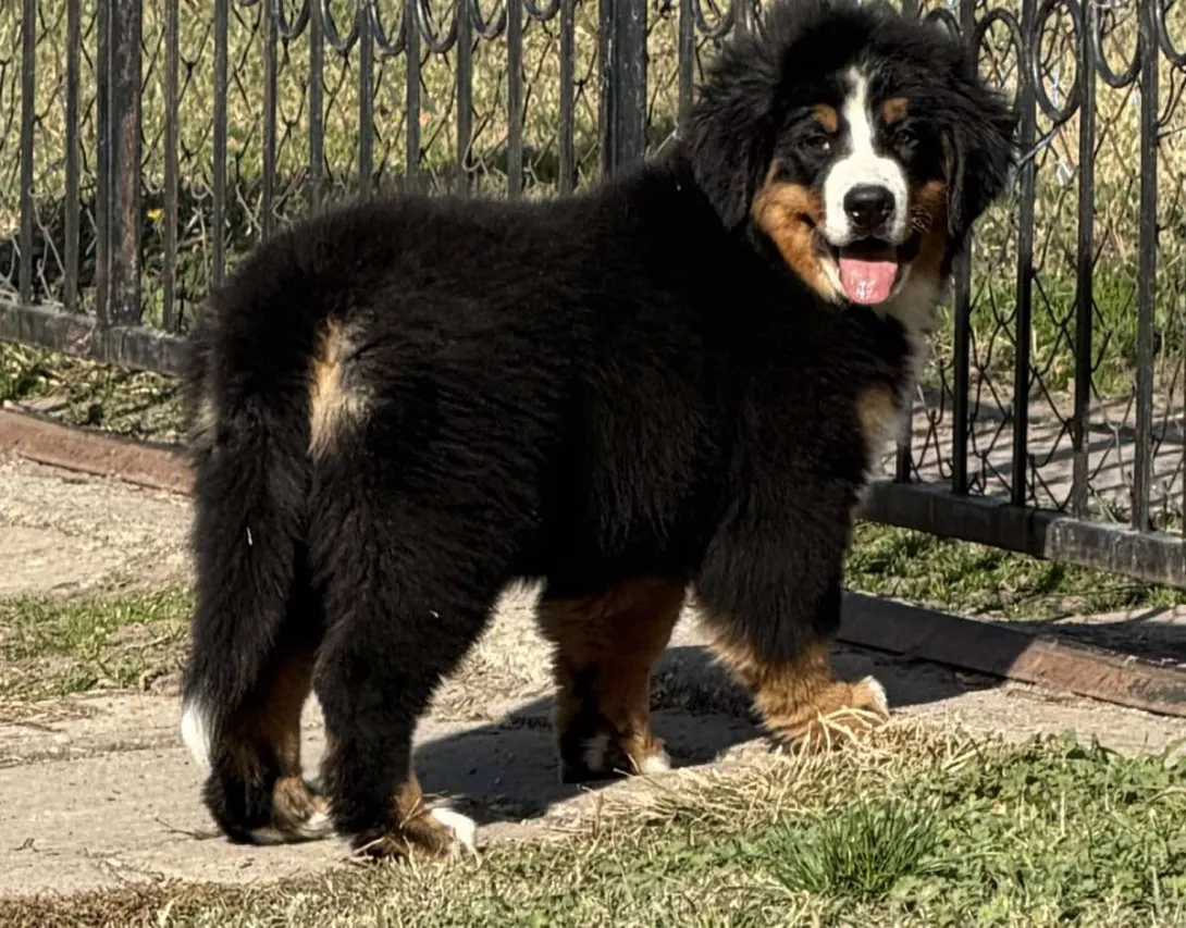 Bernski pastirski pas na prodaju, Titel