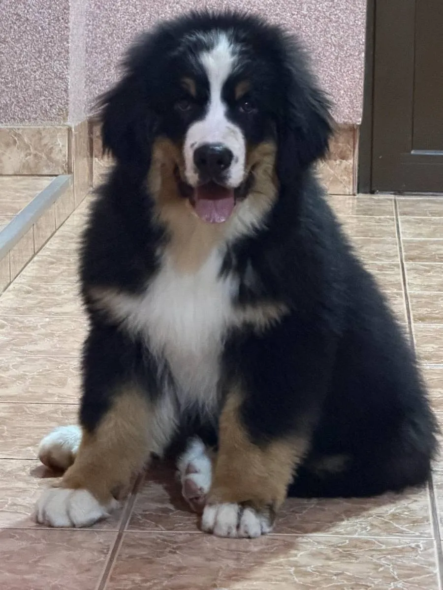 Bernski pastirski pas na prodaju, Titel (2)