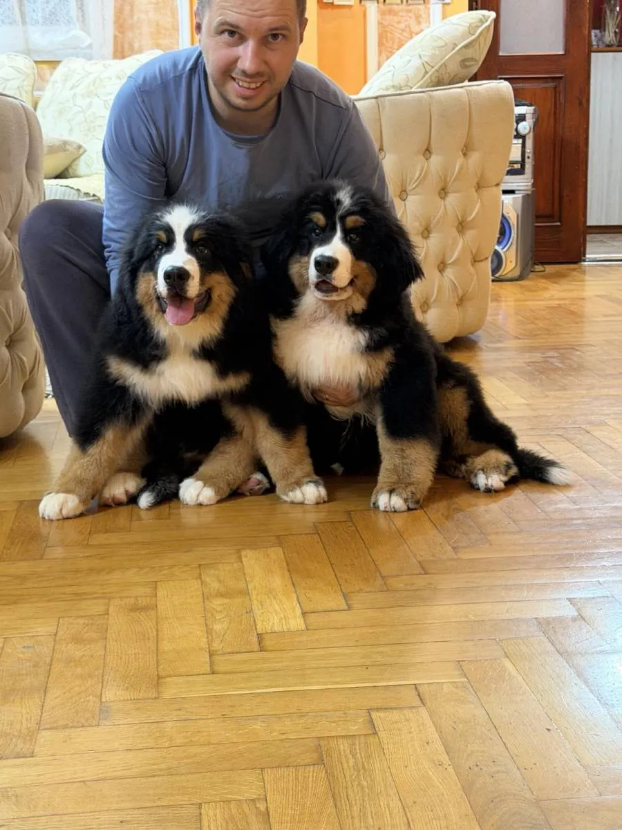 Bernski pastirski pas na prodaju, Titel (3)