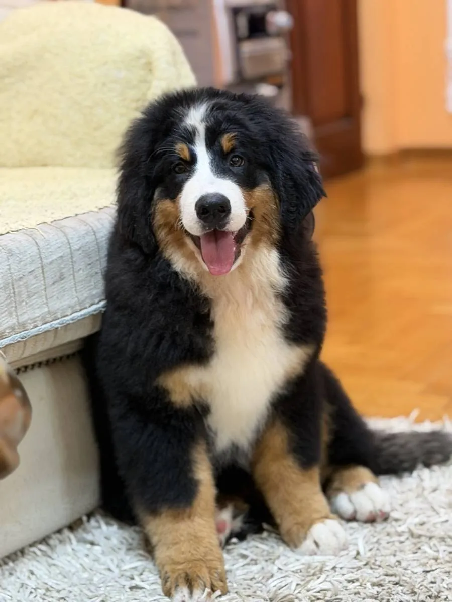 Bernski pastirski pas na prodaju, Titel (4)