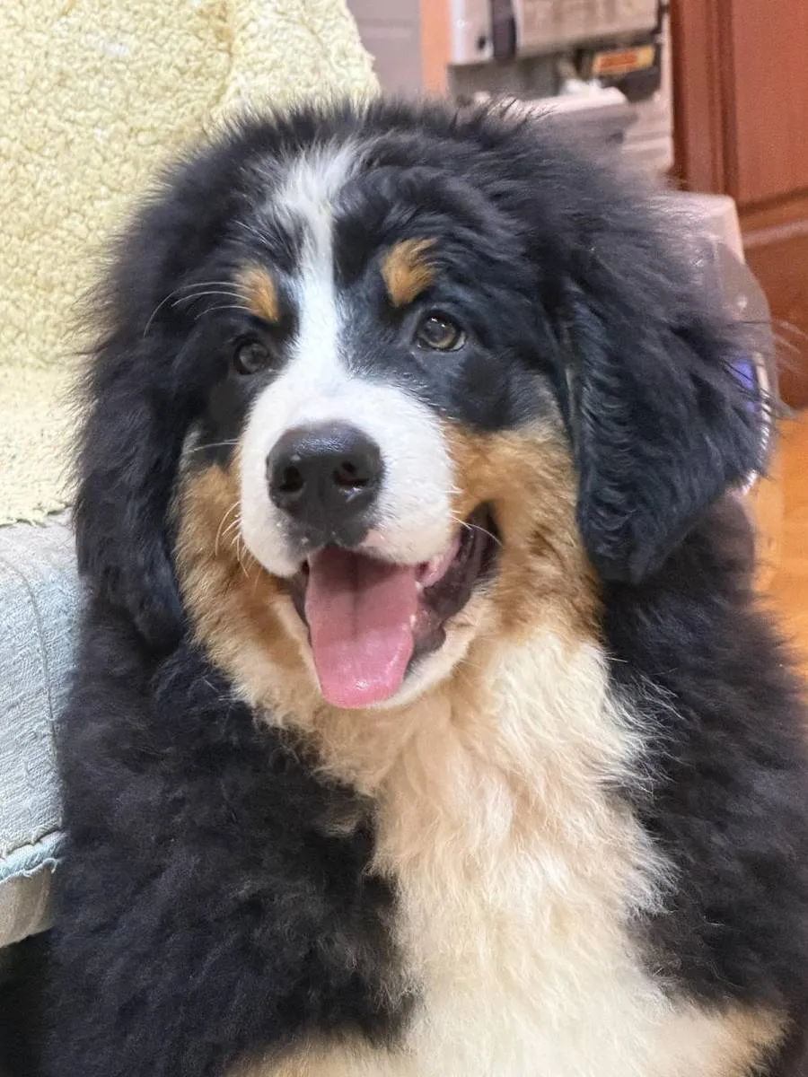 Bernski pastirski pas na prodaju, Titel (5)