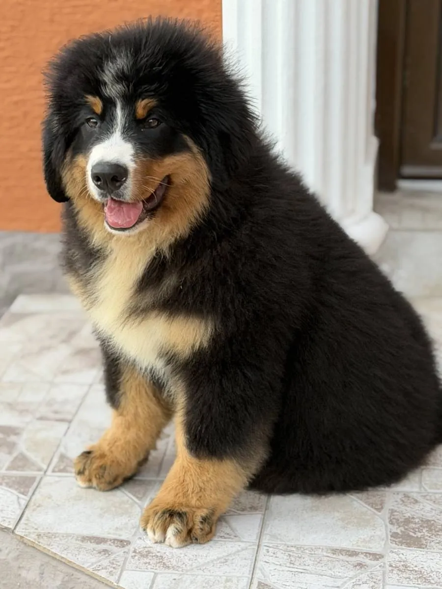 Bernski pastirski pas na prodaju, Titel (6)