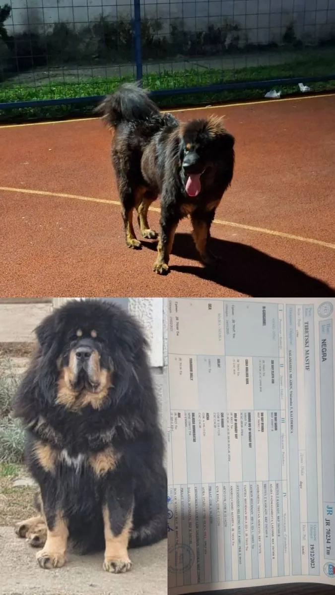 Tibetski mastif na prodaju, Inostranstvo