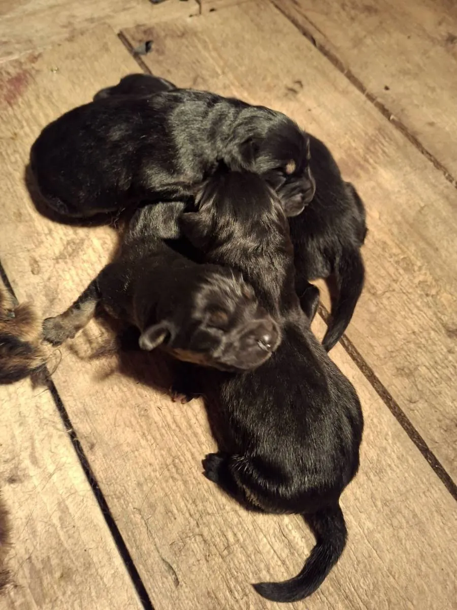 Tibetski mastif na prodaju, Inostranstvo (2)