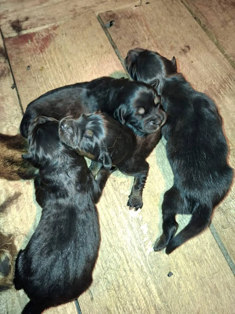 Tibetski mastif na prodaju, Inostranstvo (3)