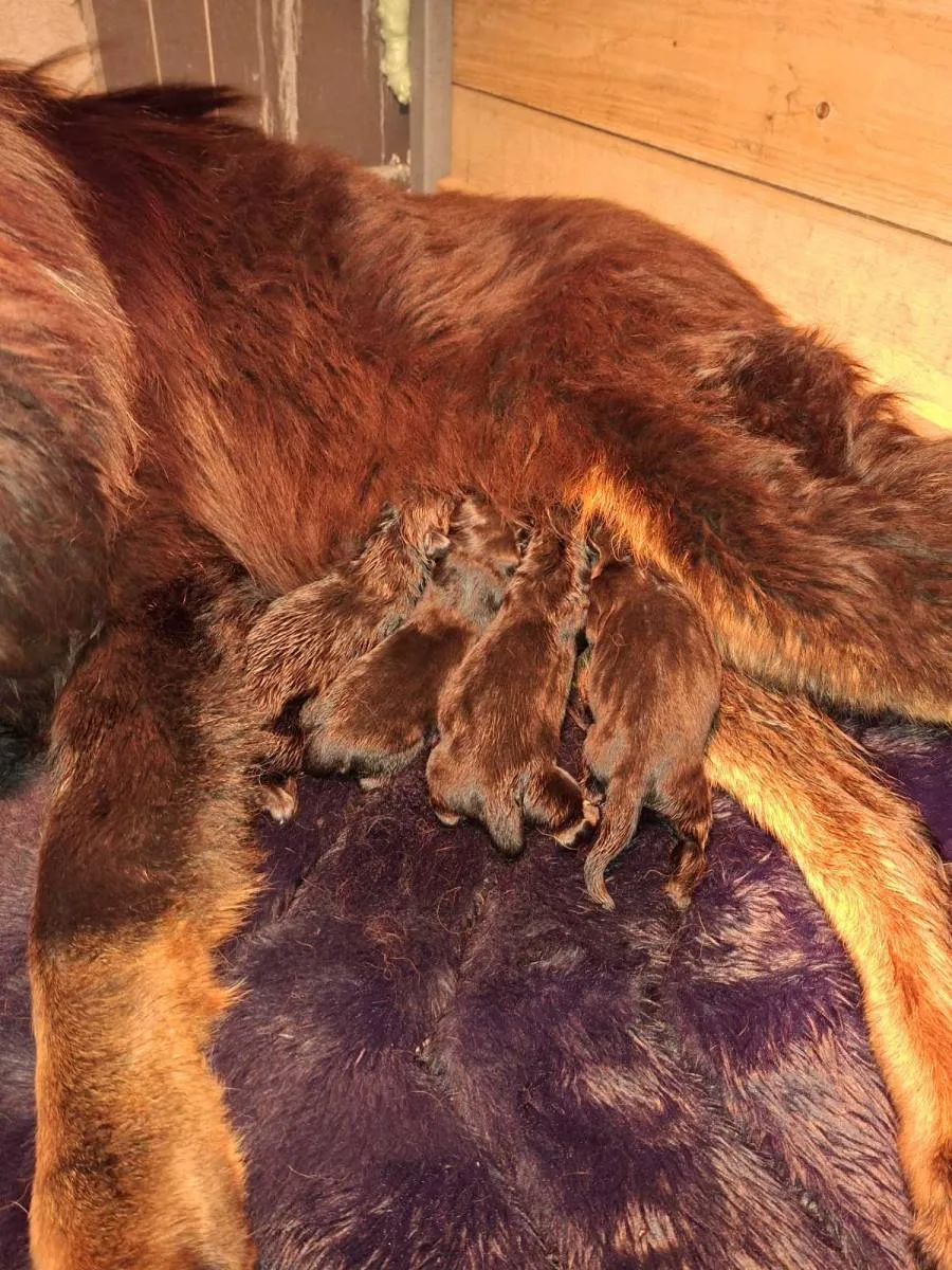 Tibetski mastif na prodaju, Inostranstvo (4)