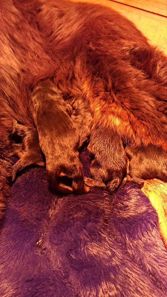 Tibetski mastif na prodaju, Inostranstvo (5)