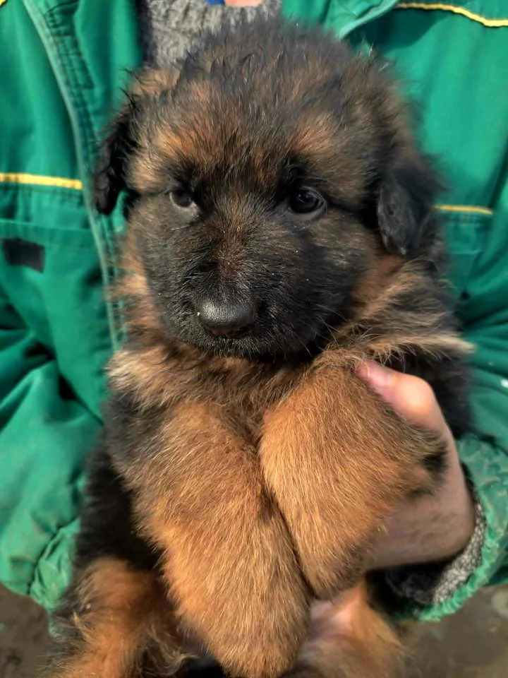 Nemački ovčar na prodaju, Subotica