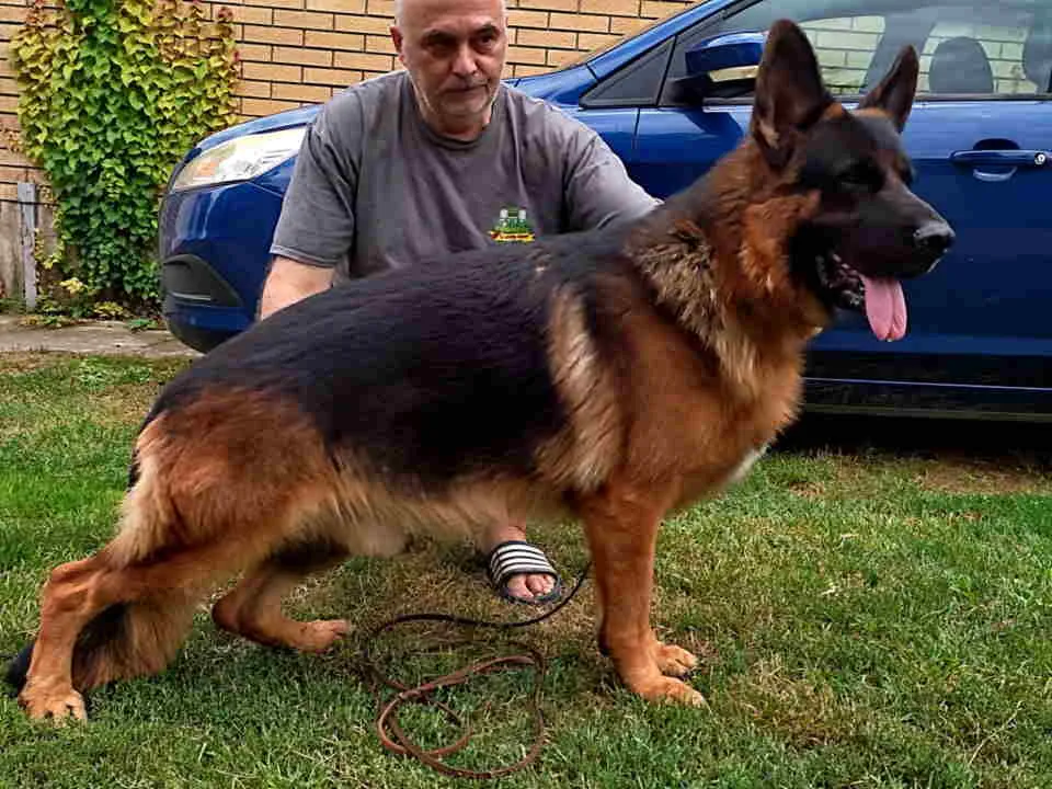 Nemački ovčar na prodaju, Subotica (2)