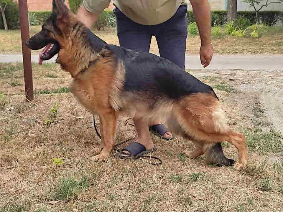 Nemački ovčar na prodaju, Subotica (3)